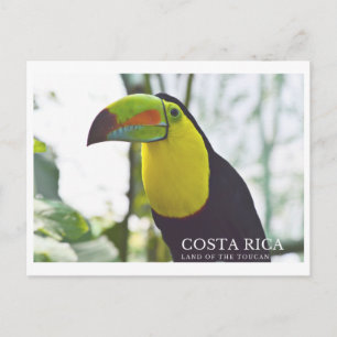 Toucan i Costa Rica, vykort för souvenir