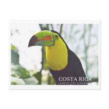 Toucan i Costa Rica, vykort för souvenir