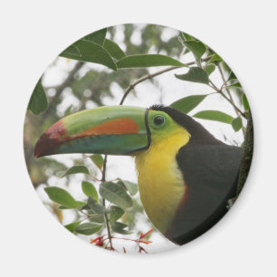 Toucan i djungeln magnet