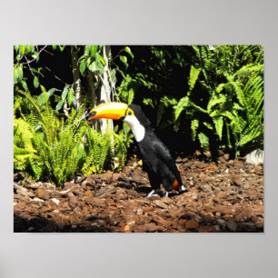 Toucan i Spanien Poster