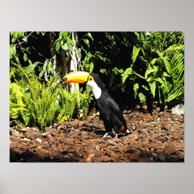 Toucan i Spanien Poster (Framsidan)
