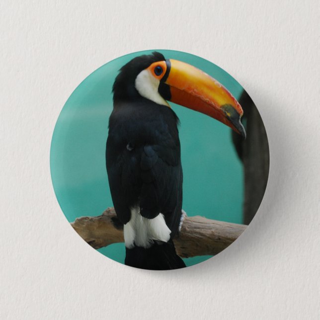 Toucan Knapp (Framsida)