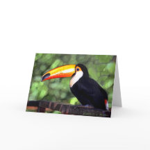"Toucan"