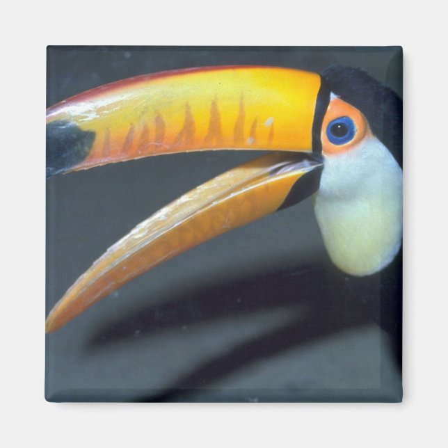 Toucan Magnet (Framsidan)