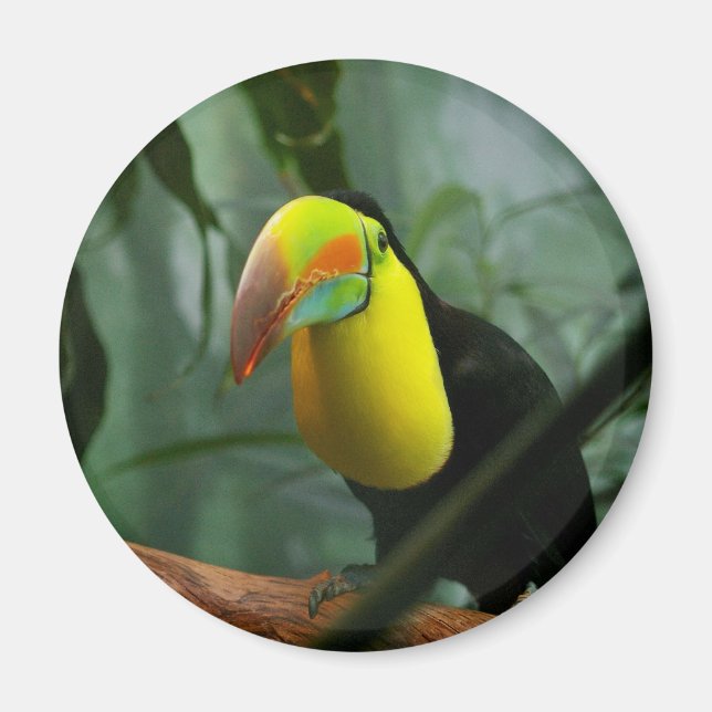 Toucan Magnet (Framsidan)