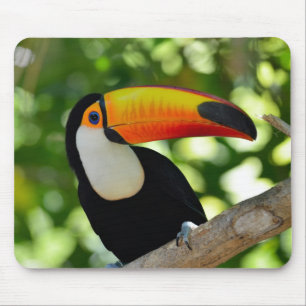 Toucan Musmatta
