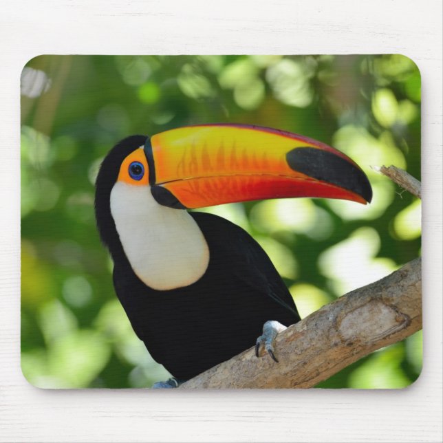 Toucan Musmatta (Framsidan)