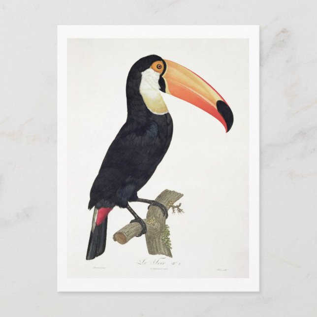 Toucan No.2, från 'History of the Birds of Paradis Vykort (Framsida)