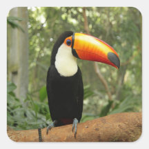 Toucan på träd gren