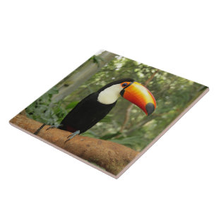 Toucan på träd gren kakelplatta