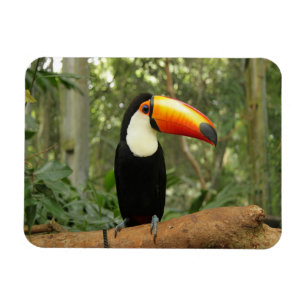 Toucan på träd gren magnet