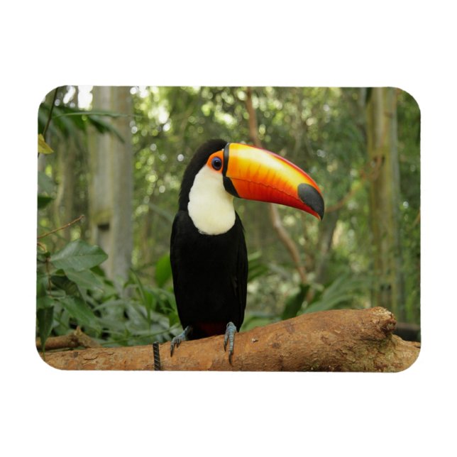 Toucan på träd gren magnet (Horisontell)