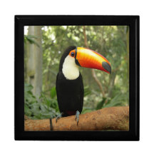Toucan på träd gren