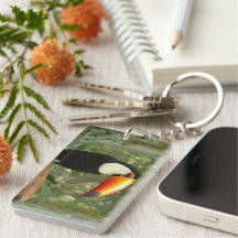 Toucan på träd gren