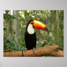 Toucan på träd gren