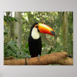 Toucan på träd gren poster