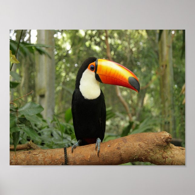 Toucan på träd gren poster (Framsidan)