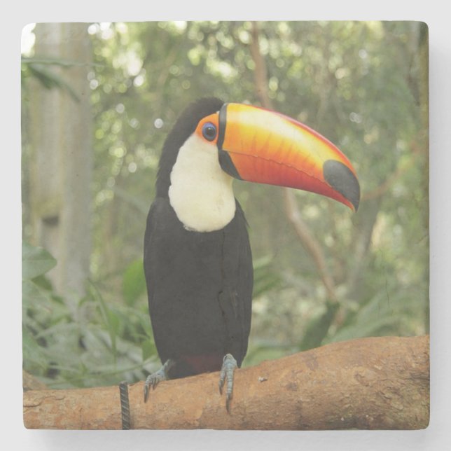 Toucan på träd gren stenunderlägg (Framsidan)
