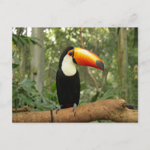 Toucan på träd gren vykort