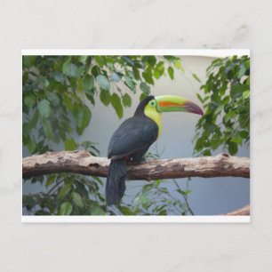 Toucan Photo Vykort
