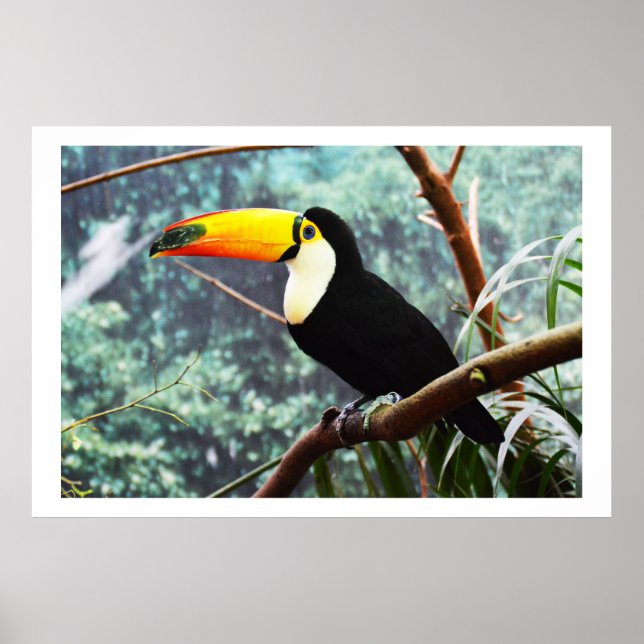 Toucan Poster (Framsidan)