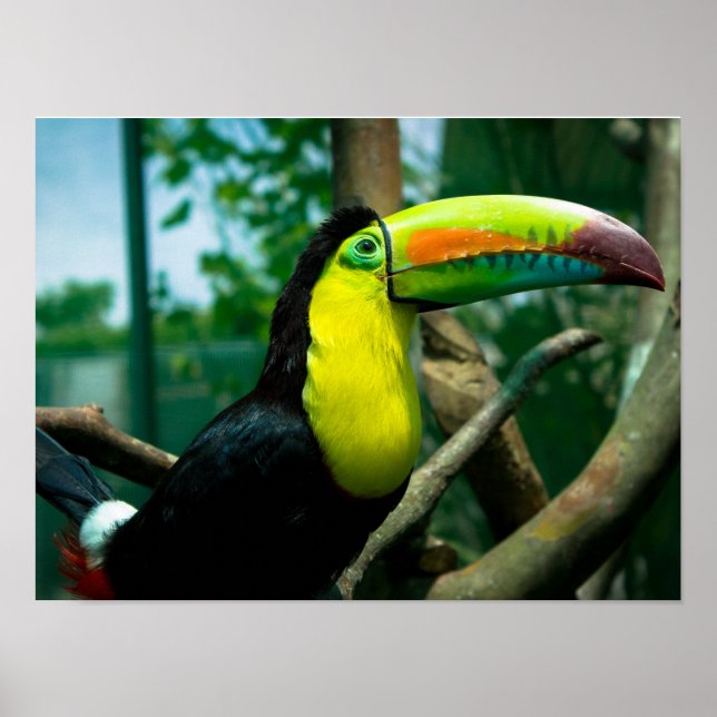 Toucan Poster (Framsidan)