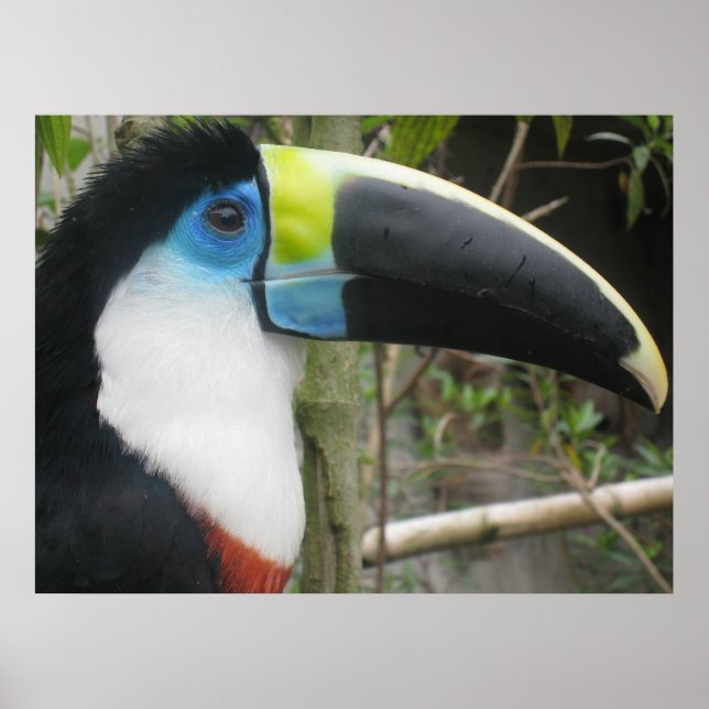Toucan Poster (Framsidan)