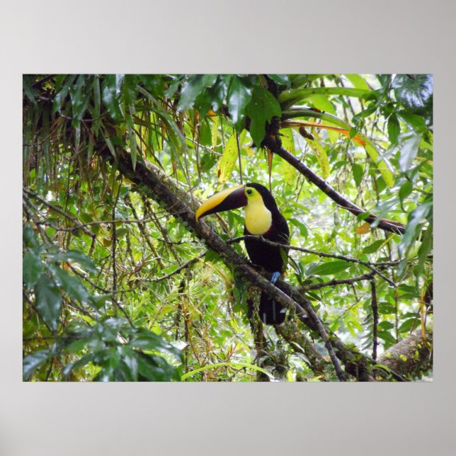 Toucan Poster (Framsidan)