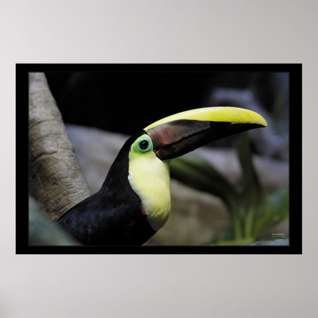 Toucan Poster (Framsidan)