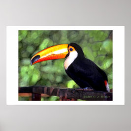 "Toucan" Poster