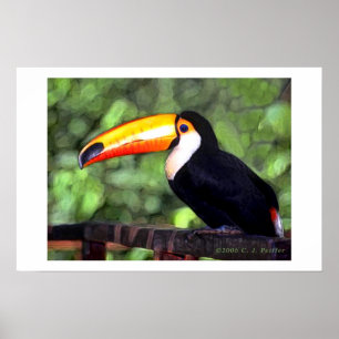 "Toucan" Poster