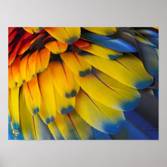 Toucan Rädding Ranch - Scarlet Macaw Poster (Framsidan)