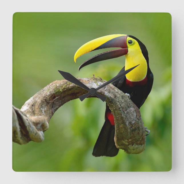 Toucan sitta vid gren i skogen fyrkantig klocka (Framsida)