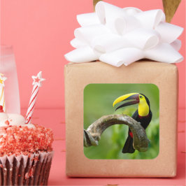 Toucan sitta vid gren i skogen fyrkantigt klistermärke