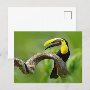 Toucan sitta vid gren i skogen vykort