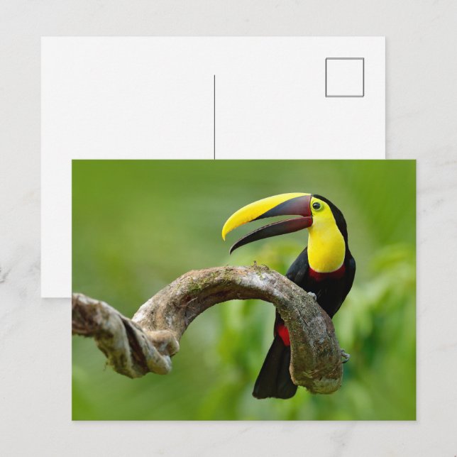 Toucan sitta vid gren i skogen vykort (Fram/baksida)