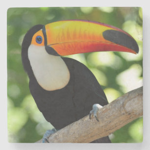 Toucan Stenunderlägg