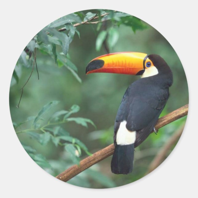 Toucan Sticker Runt Klistermärke (Framsida)