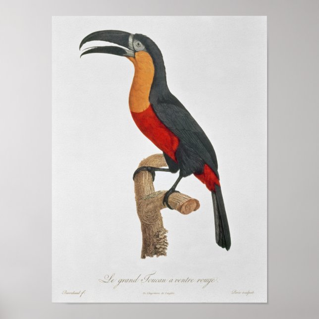 Toucan: Underbar Red-Bellited by Jacques Barraband Poster (Framsidan)