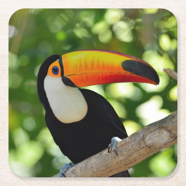 Toucan Underlägg Papper Kvadrat (Framsidan)