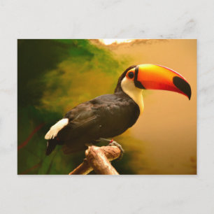Toucan Vykort