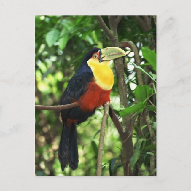 Toucan Vykort (Framsida)