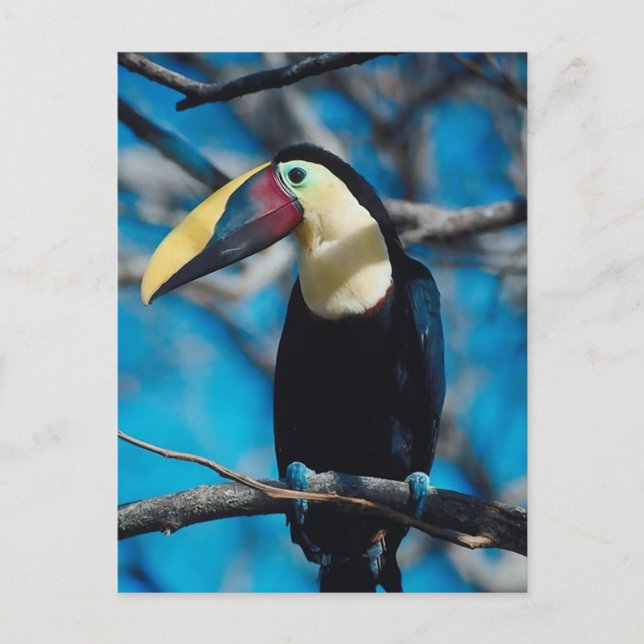 Toucan Vykort (Framsida)