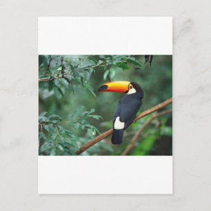 Toucan Vykort