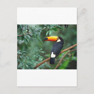 Toucan Vykort