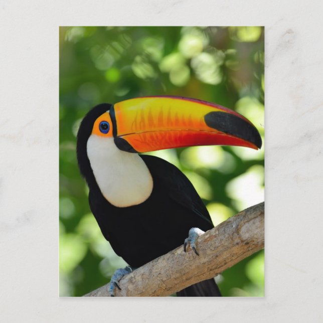 Toucan Vykort (Framsida)