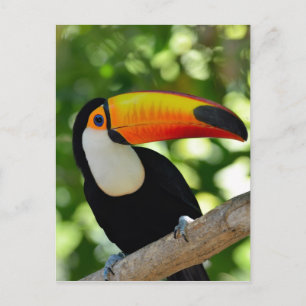 Toucan Vykort