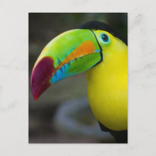 Toucan Vykort