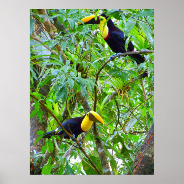 Toucans Poster (Framsidan)