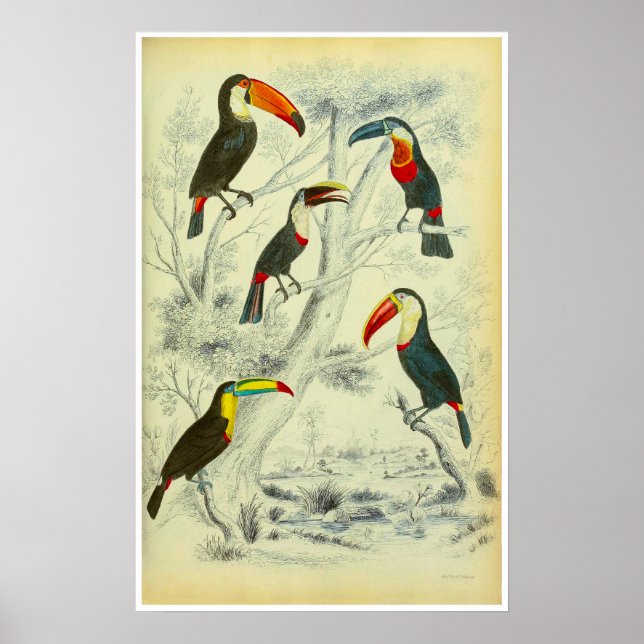 Toucans - Vintage Print Poster (Framsidan)